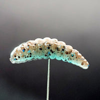 1" Waxworm "The Tater Bug" 8 Per Pack