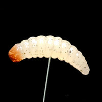 1" Waxworm "The Tater Bug" 8 Per Pack