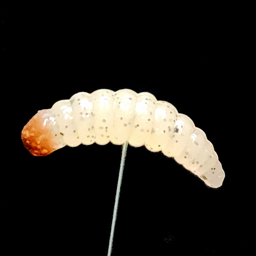 1" Waxworm "The Tater Bug" 8 Per Pack
