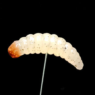 1" Realistic Waxworm "The Tater Bug" 8 Per Pack