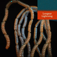 0.5" Inch Maggot Larvae "The Apple Maggot"