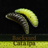 1" Waxworm "The Tater Bug" 8 Per Pack