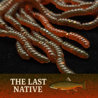 0.5" Inch Maggot Larvae "The Apple Maggot"