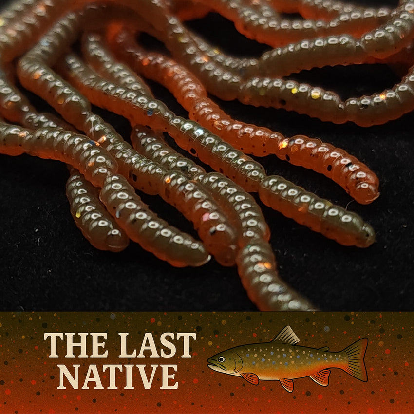 0.5" Inch Maggot Larvae "The Apple Maggot"