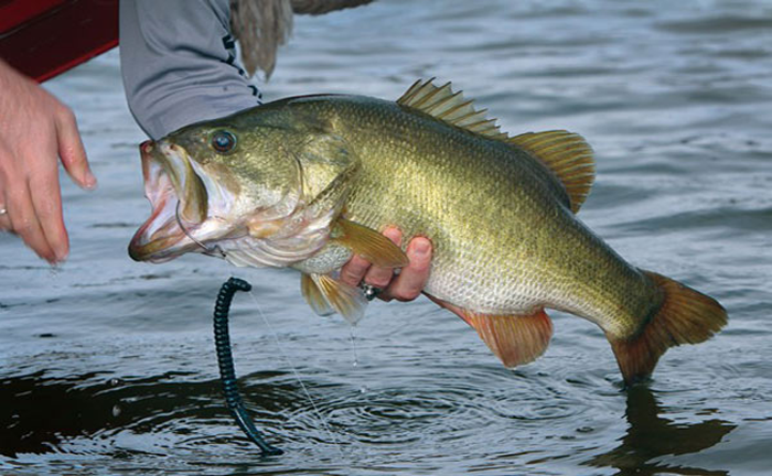 BASS