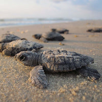 Baby Sea Turtle Magnet Set –  Home Decor - Pewter