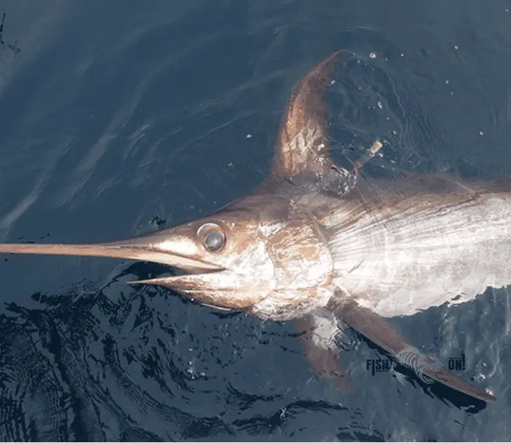 Miami Fishing Spots - Offshore Numbers