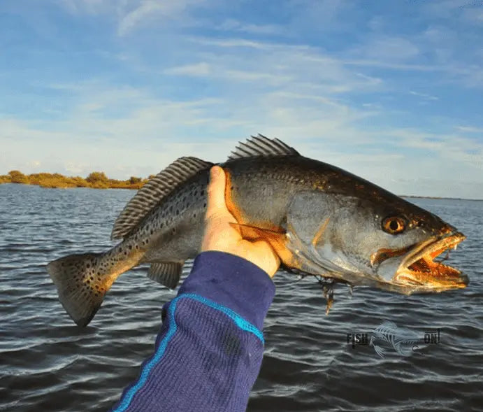 Daytona Beach Fishing Spots - Near Shore Numbers