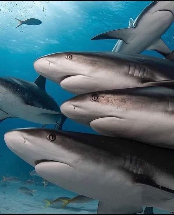 Grey Reef Sharks Trio Necklace - Ocean In Motion Collection - Sterling Silver