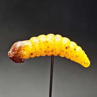1" Realistic Waxworm "The Tater Bug" 8 Per Pack