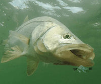 Biscayne Bay Fishing Spots - Numbers